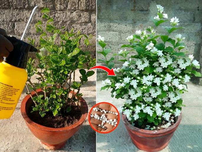 How To Get Maximum Flowers In Mogra Plant? | गॅलरीतल्या कुंडीतही फुलेल मोगरा, लहानशा रोपालाही येतील भरपूर फुलं- करा फक्त ४ गोष्ट