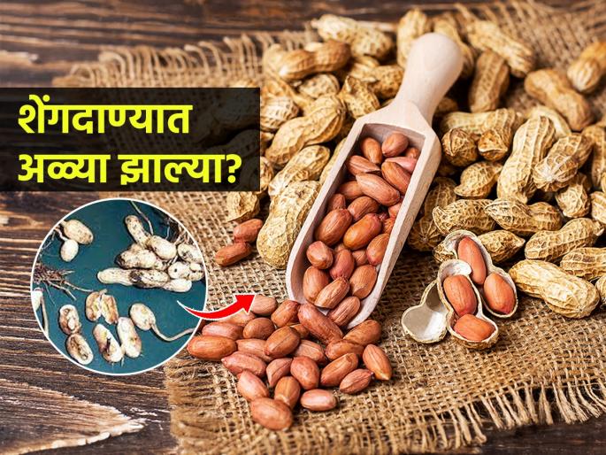 How to save peanuts or shengdane for long time in marathi, How to store peanut properly | शेंगदाण्यांमध्ये अळ्या होऊ नयेत म्हणून २ साेपे उपाय, महिनोंमहिने चांगले टिकतील- वासही येणार नाही