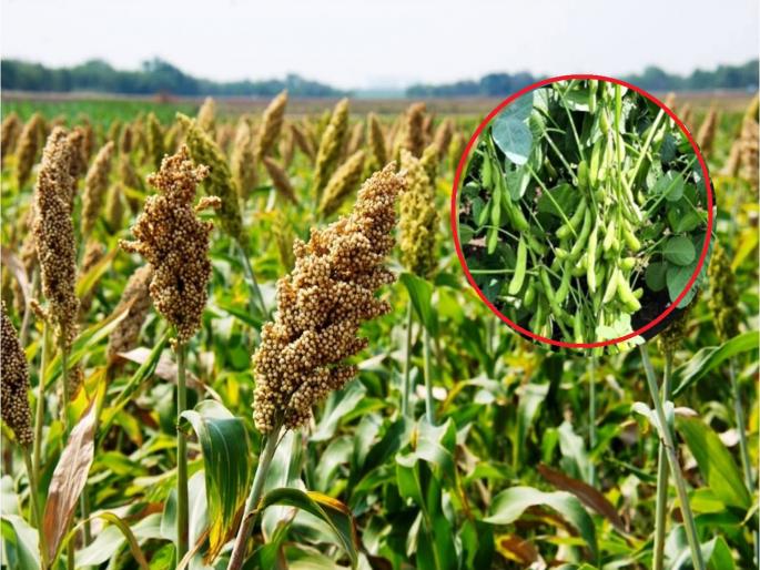 Important for farmers; State Seed Committee recommendation for disease resistant, early maturing 7 variety | शेतकऱ्यांसाठी महत्वाचे; विद्यापीठात विकसित रोगप्रतिकारक, लवकर येणाऱ्या ७ वाणांची शिफारस Important for farmers; State Seed Committee recommendation for disease resistant, early maturing 7 variety | शेतकऱ्यांसाठी महत्वाचे; विद्यापीठात विकसित रोगप्रतिकारक, लवकर येणाऱ्या ७ वाणांची शिफारस