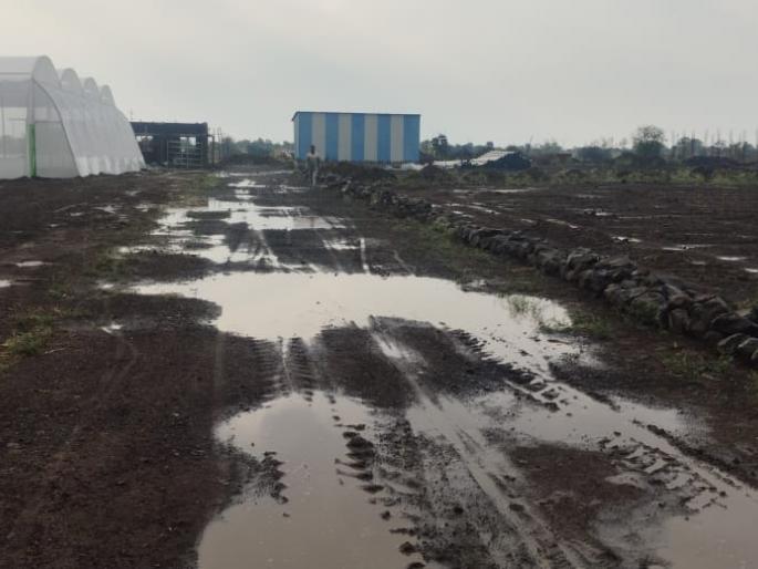 Unseasonal rains in Washim; Heavy loss of crops | वाशिममध्ये अवकाळी पाऊस; पिकांचं मोठं नुकसान Unseasonal rains in Washim; Heavy loss of crops | वाशिममध्ये अवकाळी पाऊस; पिकांचं मोठं नुकसान