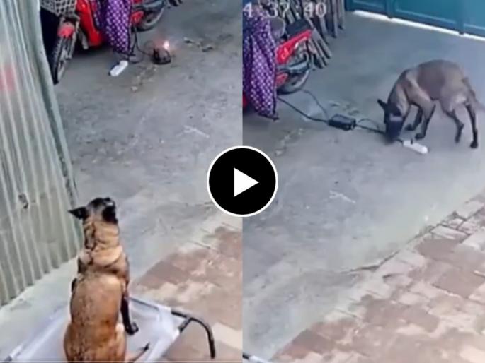 dog saves house from short circuit after pulling off burning extension cord from electric scooter | Video - स्मार्ट डॉग! ...अचानक आग लागली अन् श्वासाने असा वाचवला कुटुंबीयांचा जीव