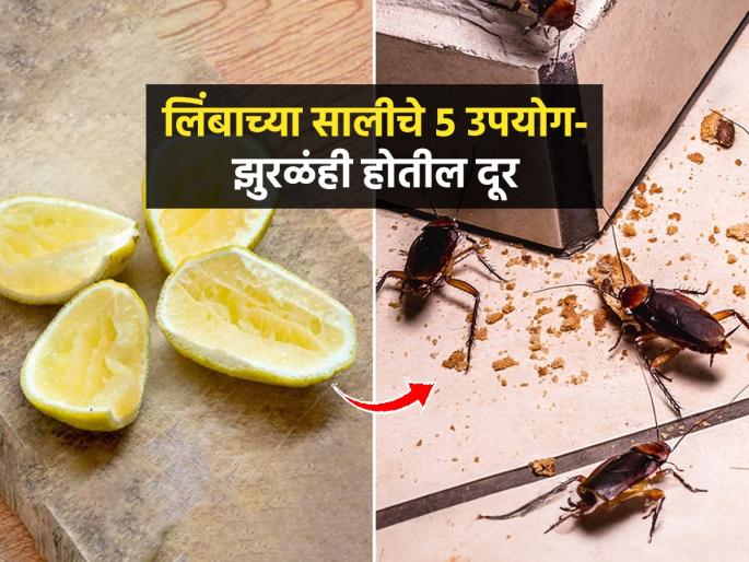 Easy Tips To Reuse Lemon Peels : Easy Ways To Use Lemon Peel in The Kitchen | लिंबाची सालं फेकून देता? सालीचे 3 भन्नाट फायदे-घरात एकही झुरळ येणार नाही, चकचकीत होईल घर