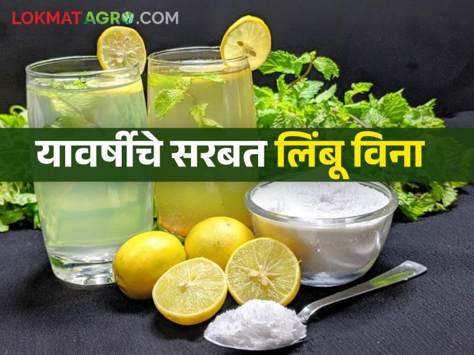 Summer is starting what is the current price of lemons  | उन्हाळा सुरु होतोय! सध्या काय आहे लिंबाचा भाव?