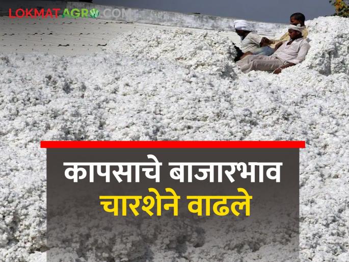 Cotton market price boom | कापुस बाजारभावात तेजी आल्याने शेतकऱ्यांना दिलासा