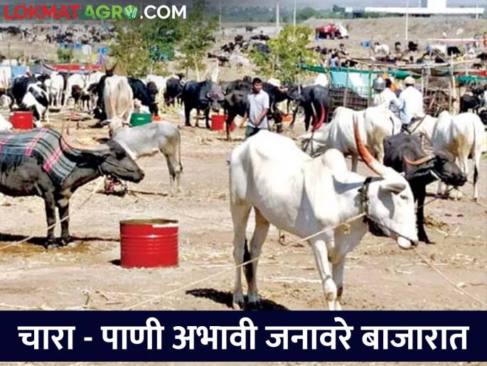 The price of 70 thousand for a pair of lakhs, due to lack of fodder, the farmers tied the animals to the stake | लाखांच्या जोडीला ७० हजारांचा भाव, चाऱ्याअभावी शेतकऱ्यांनी जनावरे बांधली दावणीला