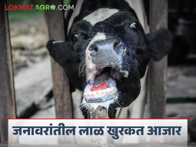 Foot and mouth disease (FMD) : Symptoms and remedies | पशुधनातील लाळ खुरकत आजार FMD : लक्षणे आणि उपाय