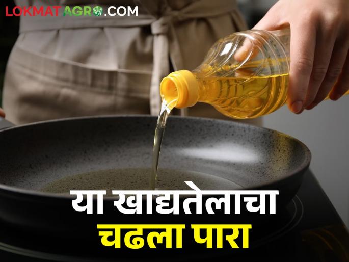 with decrease safflower oil seeds, what is effect on common man | करडई तेलाचे उत्पन्न घटले? त्याचा काय होणार परिणाम with decrease safflower oil seeds, what is effect on common man | करडई तेलाचे उत्पन्न घटले? त्याचा काय होणार परिणाम