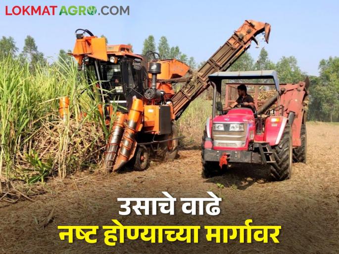 difficulties for farmer ; Because of the harvester, the livestock does not get the sugarcane fodder | पशुपालकांना चिंता; हार्वेस्टरमुळे पशुधनास उसाचे वाढे मिळेना ! difficulties for farmer ; Because of the harvester, the livestock does not get the sugarcane fodder | पशुपालकांना चिंता; हार्वेस्टरमुळे पशुधनास उसाचे वाढे मिळेना !