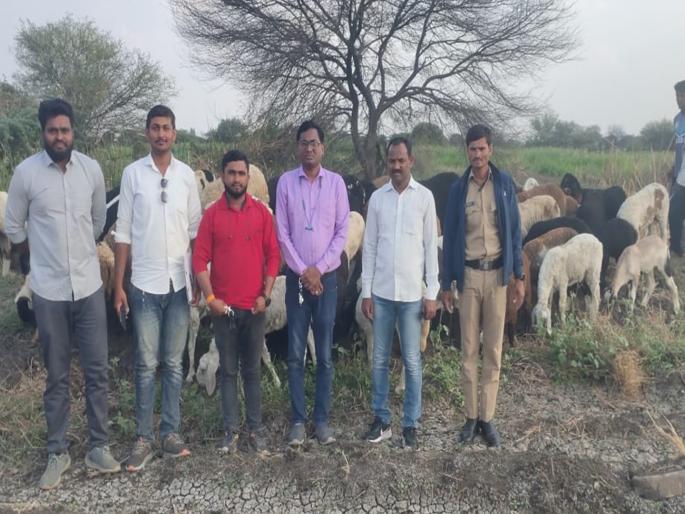Tempo caught transporting 115 goats without licence | विनापरवाना ११५ शेळ्यांची वाहतूक करणारा टेम्पो पकडला Tempo caught transporting 115 goats without licence | विनापरवाना ११५ शेळ्यांची वाहतूक करणारा टेम्पो पकडला
