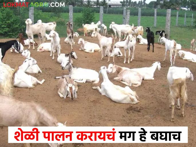 Goat Farming: Types of goat farming and their information | Goat Farming : शेळी पालनाचे प्रकार व त्यांची माहिती Goat Farming: Types of goat farming and their information | Goat Farming : शेळी पालनाचे प्रकार व त्यांची माहिती
