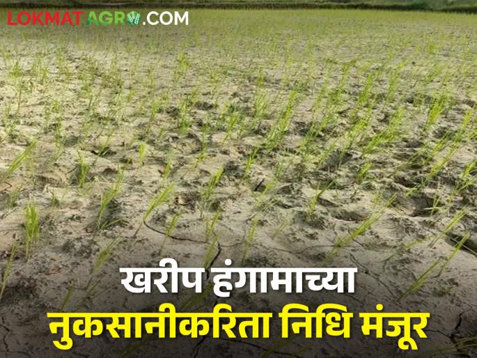 Allotment of funds to farmers soon; Drought in Kharif season | शेतकऱ्यांना निधी वाटप करण्याचे निघाले आदेश; खरीप हंगामातील दुष्काळ Allotment of funds to farmers soon; Drought in Kharif season | शेतकऱ्यांना निधी वाटप करण्याचे निघाले आदेश; खरीप हंगामातील दुष्काळ