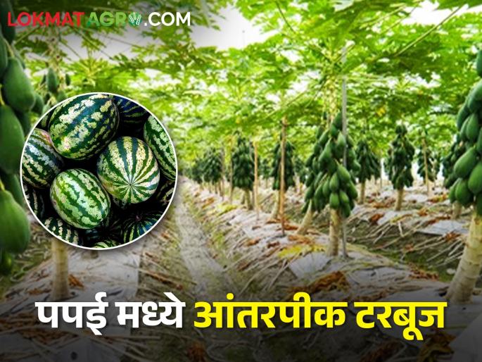 Income of lakhs in two months; Intercropping turned out to be a boon | दोन महिन्यात लाखोंचे उत्पन्न; आंतरपीक ठरले वरदान Income of lakhs in two months; Intercropping turned out to be a boon | दोन महिन्यात लाखोंचे उत्पन्न; आंतरपीक ठरले वरदान