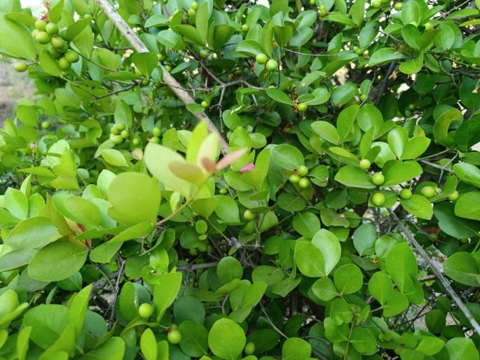 Black currants started blooming in the hill valley of Shirala taluka | शिराळा तालुक्यातील डोंगरदऱ्यात ‘डोंगरची काळी मैना’ फुलू लागली Black currants started blooming in the hill valley of Shirala taluka | शिराळा तालुक्यातील डोंगरदऱ्यात ‘डोंगरची काळी मैना’ फुलू लागली