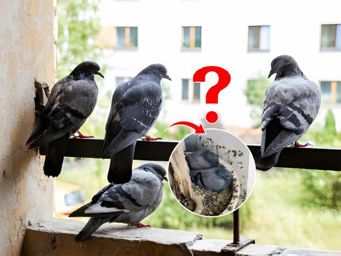3 super tips and tricks to keep pigeons away from your window, balcony | बाल्कनीत- खिडक्यांवर कबुतरांचा उच्छाद वाढला? ३ सोपे उपाय - कबुतरांचा करा कायमचा बंदोबस्त