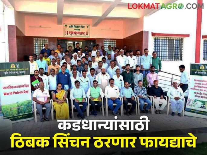 Why two varieties should be cultivated for pulse crop? How are the drip irrigation used? find out | कडधान्य पीकासाठी दोन वाणाची लागवड का करावी? ठिबकचा कसा होतो उपयोग? जाणून घ्या Why two varieties should be cultivated for pulse crop? How are the drip irrigation used? find out | कडधान्य पीकासाठी दोन वाणाची लागवड का करावी? ठिबकचा कसा होतो उपयोग? जाणून घ्या