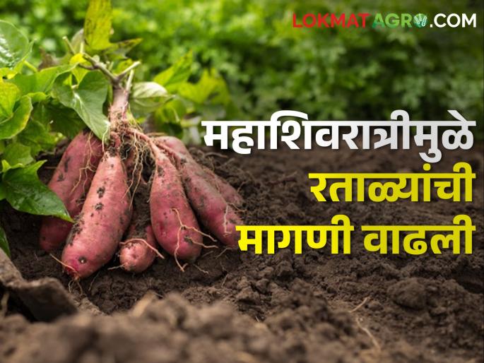 125 quintal yield per acre; Longaon Sweet Potato depo | एकरी १२५ क्विंटल उत्पादन; लोणगाव रताळ्याचे आगर 