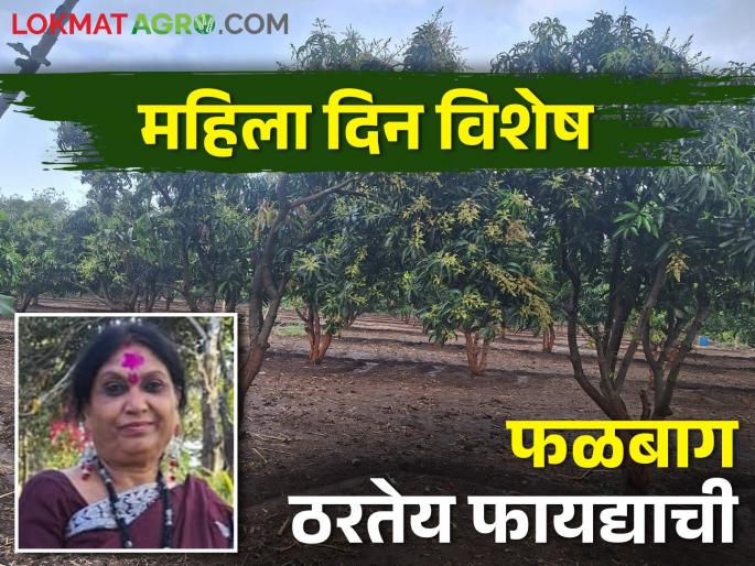 guaranteed income for farmer from kesar mango orchard | केशर आंब्याने दिली हमी; फळबाग येतेय शेतकर्यांच्या कामी guaranteed income for farmer from kesar mango orchard | केशर आंब्याने दिली हमी; फळबाग येतेय शेतकर्यांच्या कामी