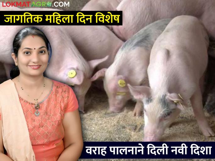 agriculture allied business make good income; Big opportunities in pig farming | शेतीपूरक हा जोडधंदा करेल मालामाल; वराह पालनात मोठ्या संधी agriculture allied business make good income; Big opportunities in pig farming | शेतीपूरक हा जोडधंदा करेल मालामाल; वराह पालनात मोठ्या संधी