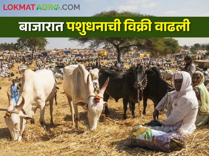 A large number of livestock in the market; Farmers are helpless in the issue of fodder and water | मोठ्या संख्येने पशुधन बाजारात ; चाऱ्यापाण्याच्या प्रश्नापुढे शेतकरी हतबल A large number of livestock in the market; Farmers are helpless in the issue of fodder and water | मोठ्या संख्येने पशुधन बाजारात ; चाऱ्यापाण्याच्या प्रश्नापुढे शेतकरी हतबल
