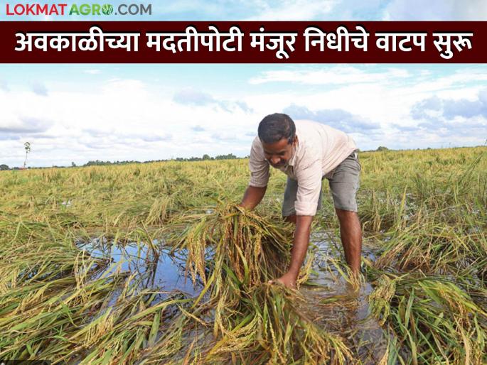 206 crore will be allocated for the affected area of 1 lakh 48 thousand 368 hectares | १ लाख ४८ हजार ३६८ हेक्टर बाधित क्षेत्रासाठी २०६ कोटीचे होणार वाटप 206 crore will be allocated for the affected area of 1 lakh 48 thousand 368 hectares | १ लाख ४८ हजार ३६८ हेक्टर बाधित क्षेत्रासाठी २०६ कोटीचे होणार वाटप