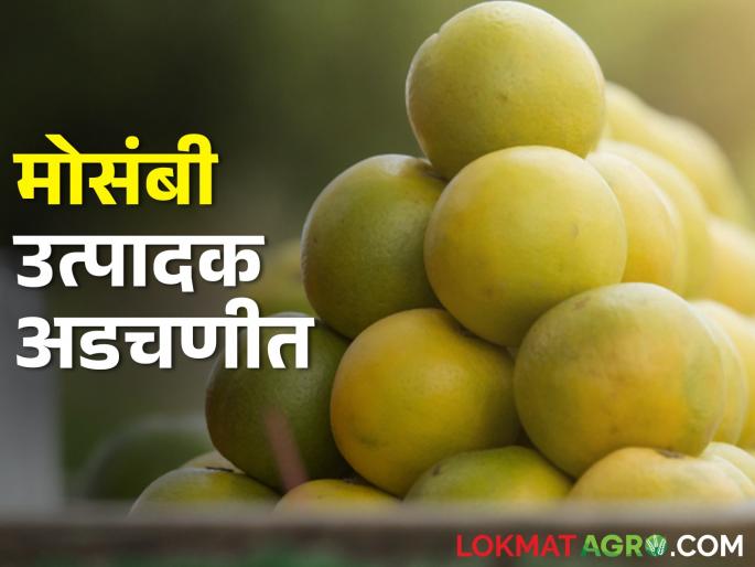 Water scarcity has reduced production and prices have also fallen; Plight of Mosmbi producers | पाणी टंचाईने उत्पादन कमी आता दरही घसरले; मोसंबी उत्पादकांचे हाल Water scarcity has reduced production and prices have also fallen; Plight of Mosmbi producers | पाणी टंचाईने उत्पादन कमी आता दरही घसरले; मोसंबी उत्पादकांचे हाल