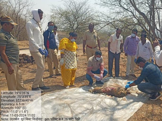 Injured leopard could not be hunted, found dead in field | जखमी झाल्याने शिकार करता आली नाही, बिबट्या शेतात मृतावस्थेत आढळल्याने खळबळ Injured leopard could not be hunted, found dead in field | जखमी झाल्याने शिकार करता आली नाही, बिबट्या शेतात मृतावस्थेत आढळल्याने खळबळ