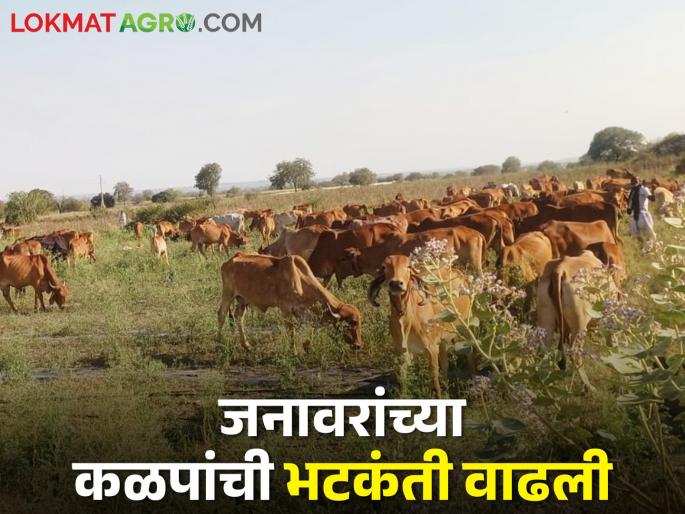 The fodder water problem for the next three months is becoming serious; Anxiety in the cattle parents | येणार्या तीन महिन्यांचा चारा पाणी प्रश्न होतोय गंभीर; पशुपालकात चिंता The fodder water problem for the next three months is becoming serious; Anxiety in the cattle parents | येणार्या तीन महिन्यांचा चारा पाणी प्रश्न होतोय गंभीर; पशुपालकात चिंता