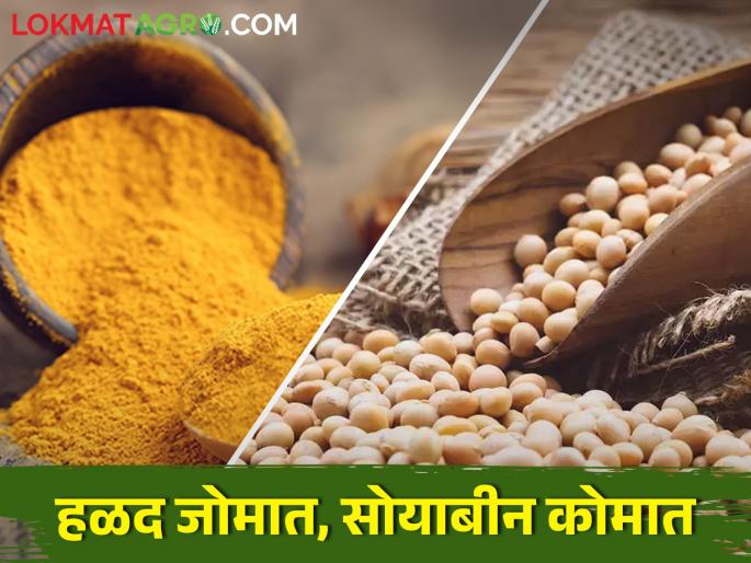 Turmeric became gold; but Soybean crash! | हळदीचं झालं सोनं; सोयाबीन मात्र आपटलं!