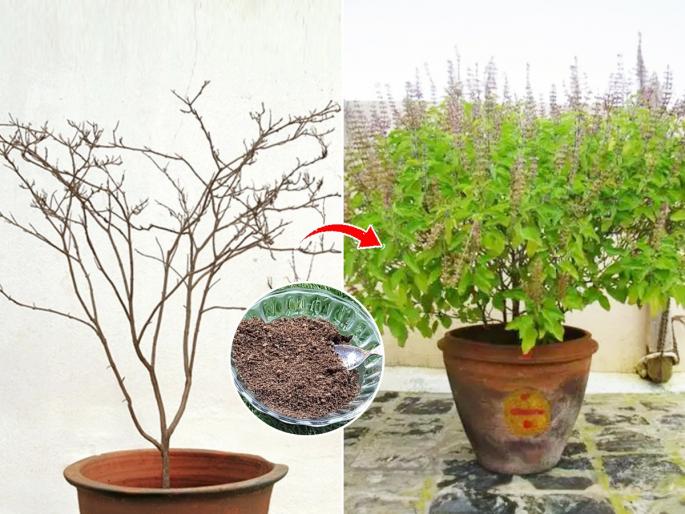How to Grow Tulsi Plant At Home : Tulsi Plants Gardening Tips How To Grow Tulsi Plant | उन्हाळ्यात तुळस सुकते? कुंडीतल्या मातीत ‘हा’ पदार्थ घाला -तुळस राहील हिरवीगार-होईल डेरेदार