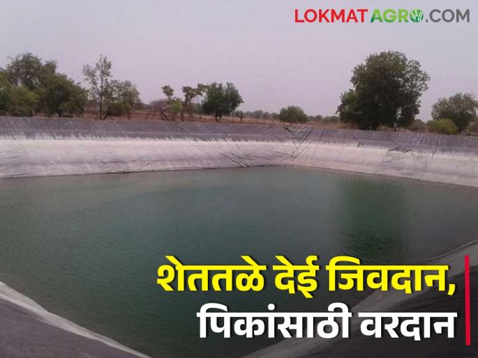Power to irrigate crops through the water pond | शेततळ्याच्या माध्यमातून पिकांना सिंचनाचे बळ Power to irrigate crops through the water pond | शेततळ्याच्या माध्यमातून पिकांना सिंचनाचे बळ