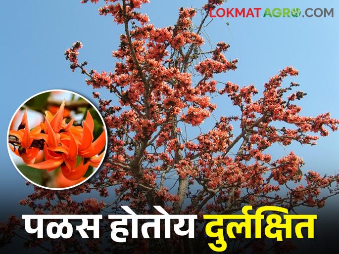 The artificial color of Holi has brought distance from nature | होळीच्या कृत्रिम रंगाने आणला निसर्गाशी दुरावा The artificial color of Holi has brought distance from nature | होळीच्या कृत्रिम रंगाने आणला निसर्गाशी दुरावा