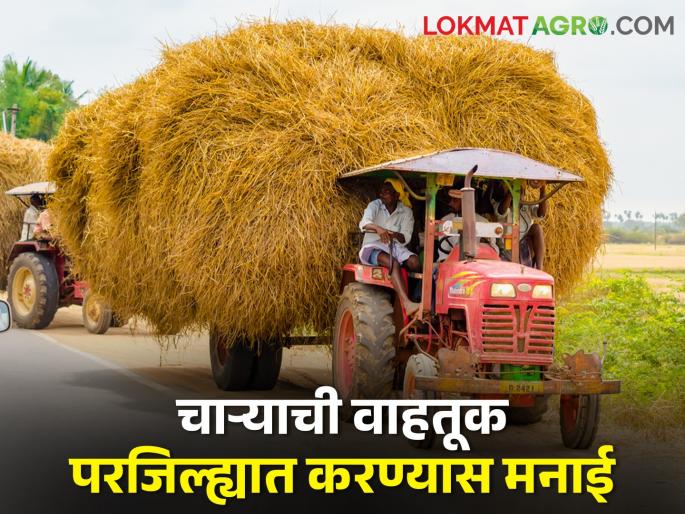 The problem of livestock enmity is becoming serious; The Collector issued an order to ban fodder transport | पशुधनाच्या वैरणीचा प्रश्न होतोय गंभीर; चारा वाहतूक बंदीचे जिल्हधिकार्यांनी काढले आदेश The problem of livestock enmity is becoming serious; The Collector issued an order to ban fodder transport | पशुधनाच्या वैरणीचा प्रश्न होतोय गंभीर; चारा वाहतूक बंदीचे जिल्हधिकार्यांनी काढले आदेश