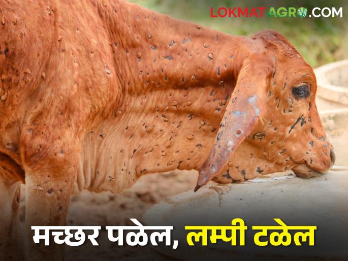 cattle farmer take precautions in time; Lumpy will cause great damage | पशुपालकांनो वेळीच घ्या खबरदारी; लम्पीने होईल मोठी हानी cattle farmer take precautions in time; Lumpy will cause great damage | पशुपालकांनो वेळीच घ्या खबरदारी; लम्पीने होईल मोठी हानी
