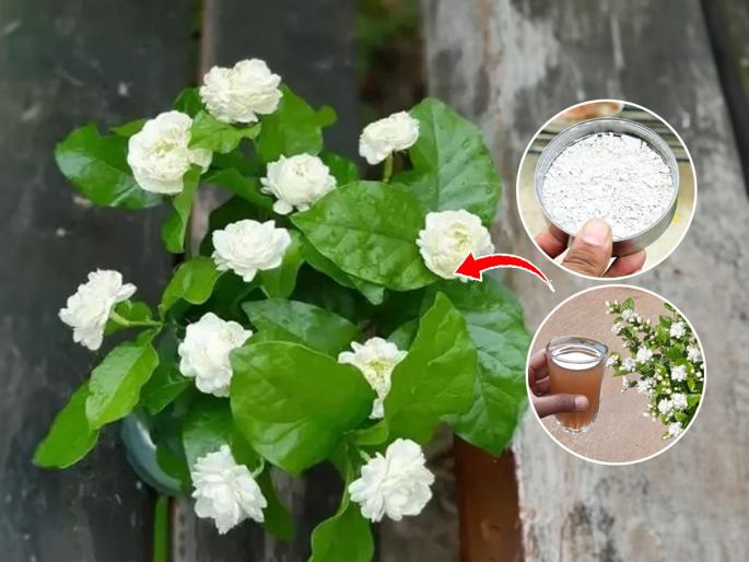 How to Get Maximum Flowing on Mogra : How To Grow Mogra Plant At Home | मोगऱ्याला पानच फार-फुलंच येत नाहीत? ४ टिप्स, मोगऱ्याला फुलचं फुलं येतील-बहरेल मोगरा