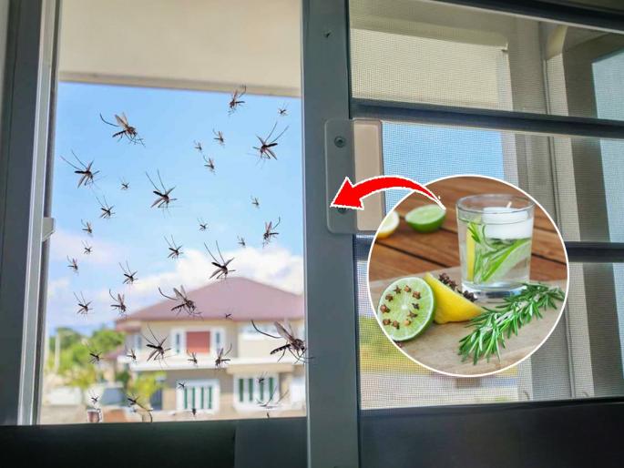 5 tips to keep you mosquito free this summer | उन्हाळा सुरु होताच डास सळो की पळो करतात? ५ घरगुती गोष्टी; डास घरात फिरकणार नाहीत
