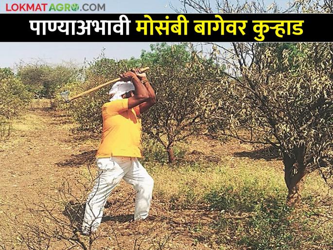 Inflammation of drought: Efforts and expenses are also wasted | दुष्काळाची दाहकता : मेहनतीसह खर्चही गेला वाया