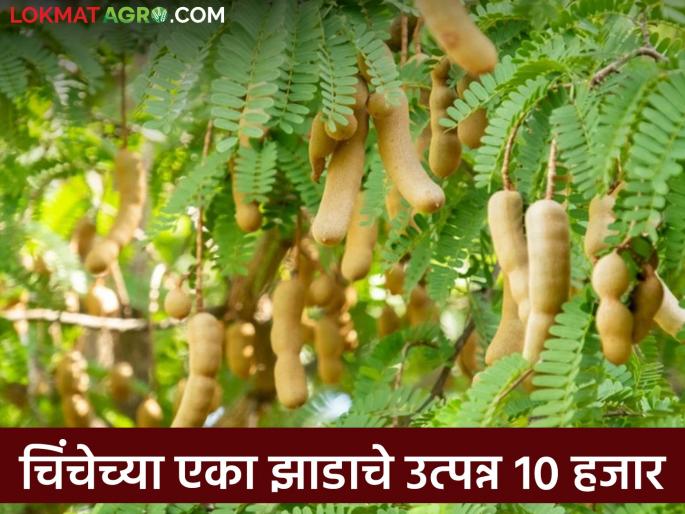 Sweet and sour tamarind price high in Telangana; Rate of rupees nine thousand per quintal | आंबटगोड चिंच तेलंगणात खातेय भाव; प्रतीक्विंटल नऊ हजार रूपयांचा दर
