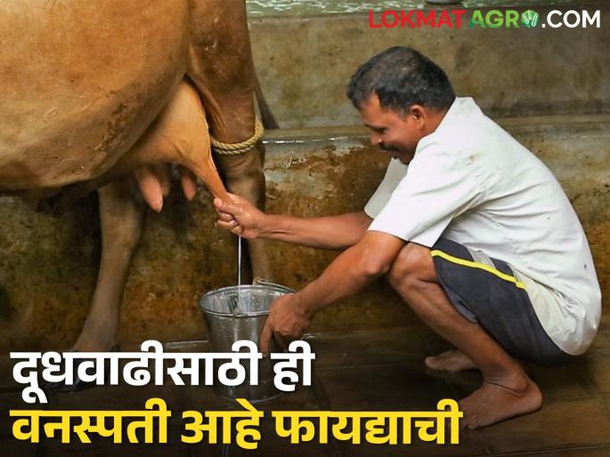 A low-cost, low-space, plant-based protein-rich feed | कमी खर्चात, कमी जागेत उत्पादित होणारा वनस्पतीजन्य प्रथिनेयुक्त चारा A low-cost, low-space, plant-based protein-rich feed | कमी खर्चात, कमी जागेत उत्पादित होणारा वनस्पतीजन्य प्रथिनेयुक्त चारा