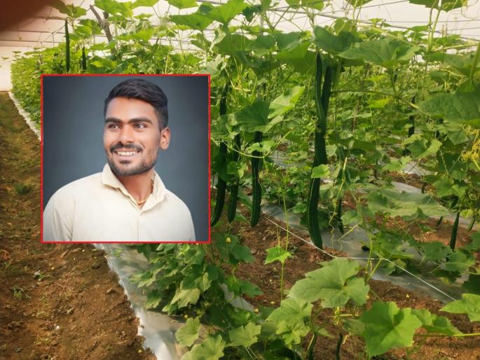 Adversity came but did not give up; Chilli, tomatoes and dodaka made the farmer a millionaire | संकटे आली पण हार नाही मानली; मिरची, कारले, टोमॅटो अन् दोडक्यांनी शेतकऱ्यास केलं लखपती! Adversity came but did not give up; Chilli, tomatoes and dodaka made the farmer a millionaire | संकटे आली पण हार नाही मानली; मिरची, कारले, टोमॅटो अन् दोडक्यांनी शेतकऱ्यास केलं लखपती!