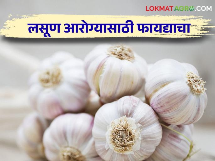 Regular consumption of garlic will remove cancer and diabetes | लसणाच्या नियमित सेवनाने कॅन्सर अन् मधूमेह होईल दूर Regular consumption of garlic will remove cancer and diabetes | लसणाच्या नियमित सेवनाने कॅन्सर अन् मधूमेह होईल दूर