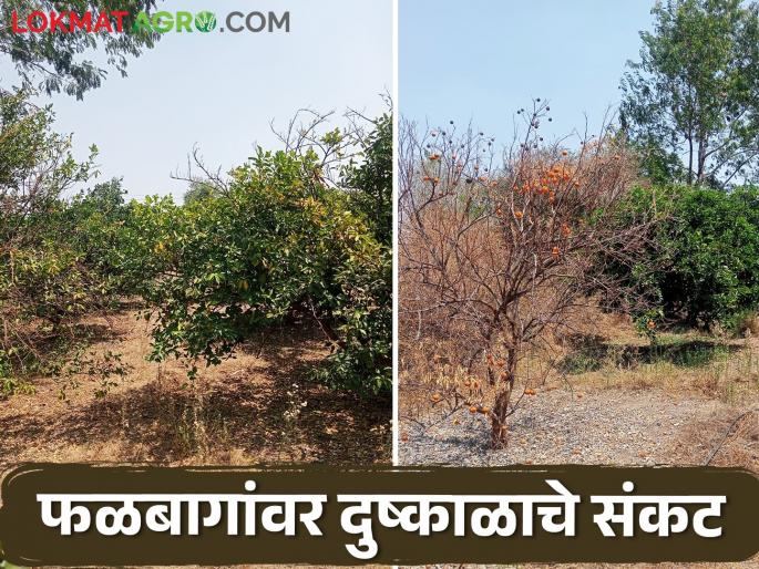The temperature of summer began to rise, the orchards began to fall | उन्हाचा पारा चढू लागला, फळबागा माना टाकू लागल्या