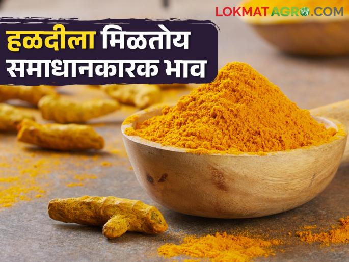 Turmeric incoming increased; Average price is Rs.17500 | हळदीची आवक वाढली; सरासरी १७५०० रुपये भाव Turmeric incoming increased; Average price is Rs.17500 | हळदीची आवक वाढली; सरासरी १७५०० रुपये भाव