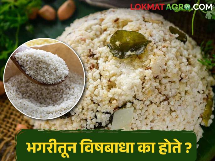 Farmer brothers; Know the causes of bhagar poisoning, then eat Bhagar | शेतकरी बांधवांनो; भगरीतून विषबाधा होण्याची कारणे जाणून घ्या, मगच भगर खा
