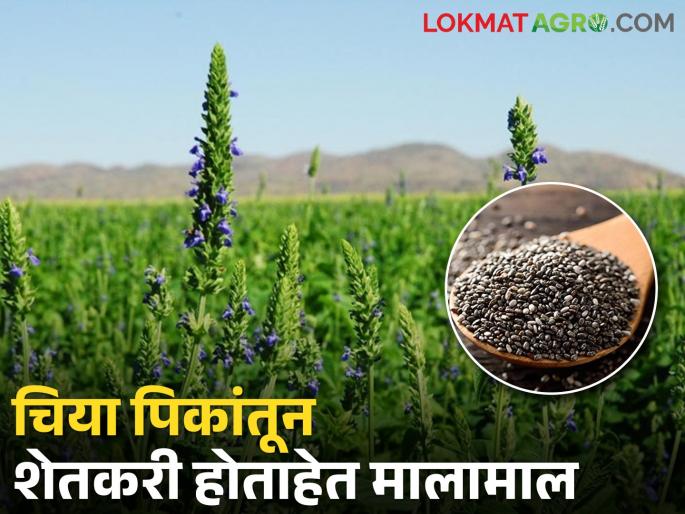 alternatives to conventional crops; A successful experiment by farmers | पारंपरिक पिकाला पर्याय; शेतकऱ्यांचा यशस्वी प्रयोग