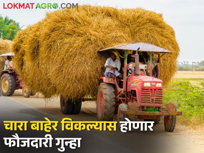 It is a crime to sell fodder in out of district; Appeal of BDOs not to sell fodder | परजिल्ह्यात चारा विकल्यास होणार गुन्हा; चारा विकू नका बीडीओंचे आवाहन
