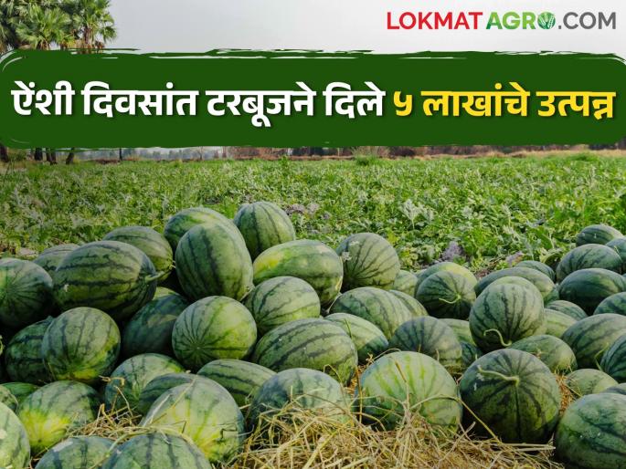 Export of Watermelon; The economic peak happened heavily | टरबूजची परदेश वारी; आर्थिक कमाल घडली भारी Export of Watermelon; The economic peak happened heavily | टरबूजची परदेश वारी; आर्थिक कमाल घडली भारी