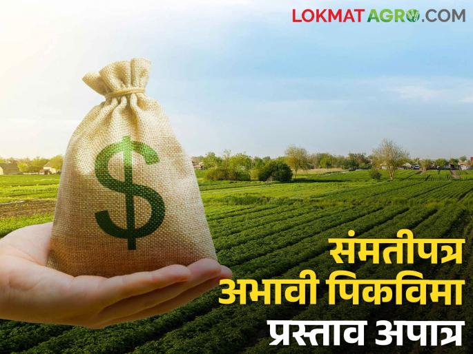18 thousand 540 farmers who took out crop insurance are ineligible citing the reason of consent letter | संमतीपत्रचे कारण पुढे करत पीकविमा काढलेले १८ हजार ५४० शेतकरी अपात्र 18 thousand 540 farmers who took out crop insurance are ineligible citing the reason of consent letter | संमतीपत्रचे कारण पुढे करत पीकविमा काढलेले १८ हजार ५४० शेतकरी अपात्र