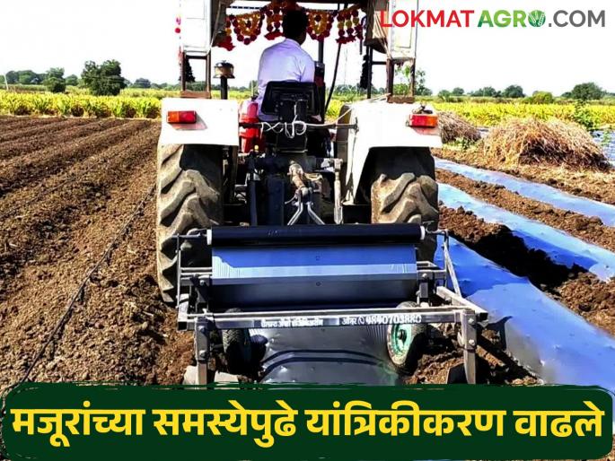 Summer pepper cultivation in full swing; Increased use of mulching | उन्हाळी मिरचीची लागवड जोरात; मल्चिंगचा वापर वाढला Summer pepper cultivation in full swing; Increased use of mulching | उन्हाळी मिरचीची लागवड जोरात; मल्चिंगचा वापर वाढला