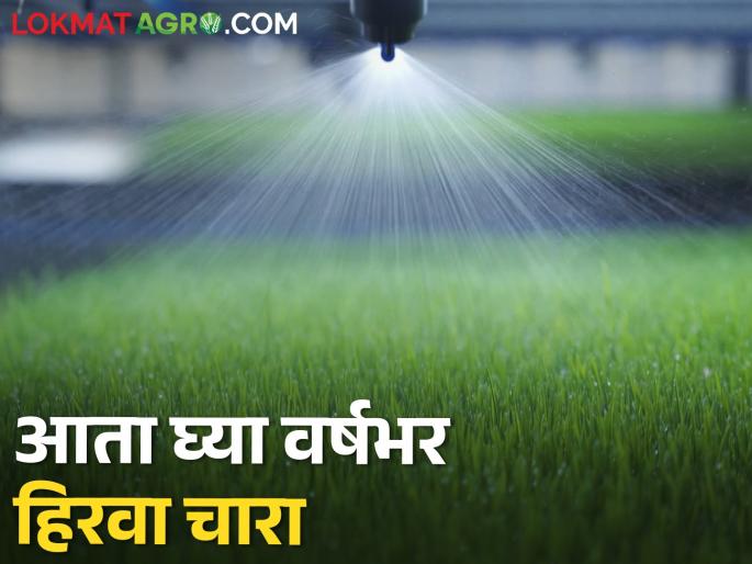 Neither worry of drought or unseasonal rain; Now there is enough green fodder for the whole year | ना दुष्काळाची चिंता ना अवकाळीचा फटका; आता वर्षभर पुरेल हिरवा चारा Neither worry of drought or unseasonal rain; Now there is enough green fodder for the whole year | ना दुष्काळाची चिंता ना अवकाळीचा फटका; आता वर्षभर पुरेल हिरवा चारा