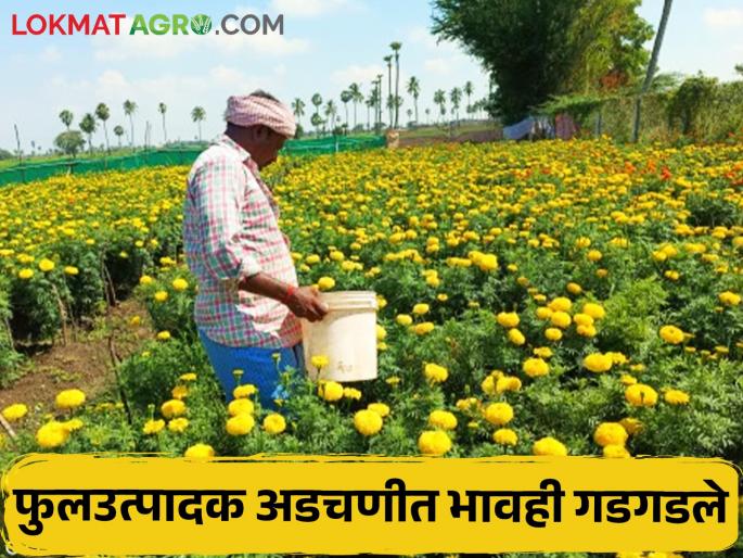 Flower farming, which was in the crisis of market prices, now withered due to water shortage | बाजारभावांच्या संकटात असलेली फुलशेती आता पाण्याअभावी कोमेजली Flower farming, which was in the crisis of market prices, now withered due to water shortage | बाजारभावांच्या संकटात असलेली फुलशेती आता पाण्याअभावी कोमेजली